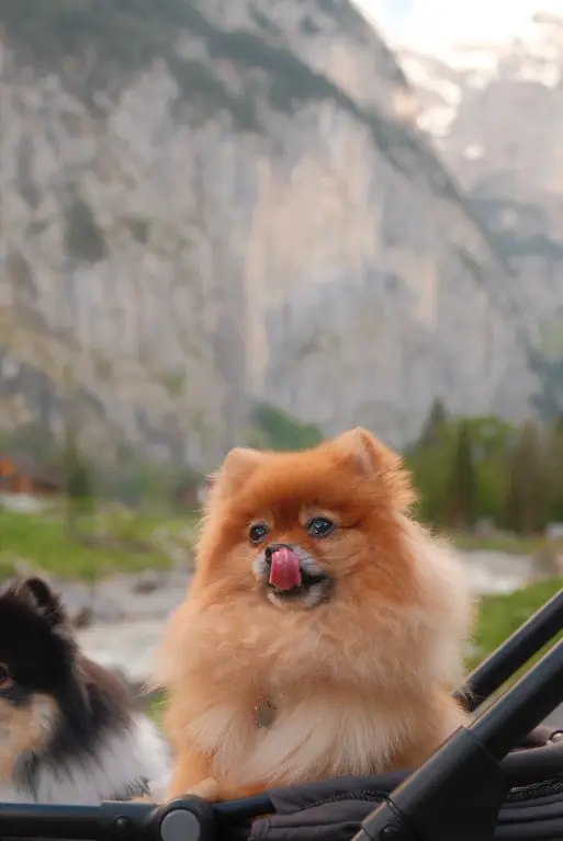 Pomeranian in the mountains